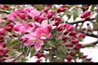 海棠-花15.JPG