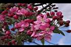 海棠-花19.JPG