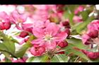 海棠-花32.JPG