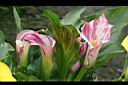 海芋-花06.jpg