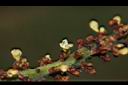 海葡萄-花03.JPG