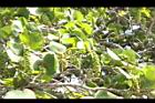 海葡萄-實07.JPG