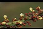 海葡萄-花01.JPG