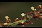 海葡萄-花02.JPG