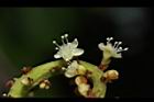 海葡萄-花10.JPG