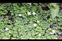 海螺菊-花00.jpg