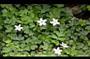 海螺菊-花04.jpg