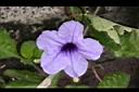 消渴草-花.jpg