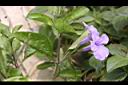 消渴草-花07.jpg