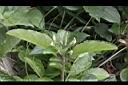 消渴草-花苞0.jpg