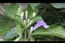 消渴草-花苞2.jpg