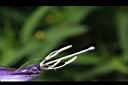 消渴草-花蕊.jpg