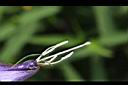 消渴草-花蕊00.jpg