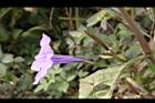消渴草-花04.jpg
