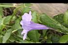消渴草-花05.jpg