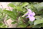 消渴草-花06.jpg