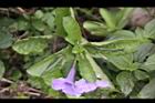 消渴草-花08.jpg