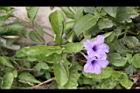 消渴草-花09.jpg
