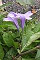 消渴草-花10.jpg