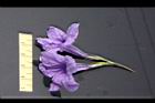 消渴草-花14.jpg