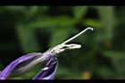 消渴草-花蕊1.jpg