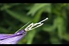消渴草-花蕊3.jpg