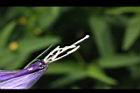 消渴草-花蕊4.jpg