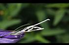 消渴草-花蕊5.jpg