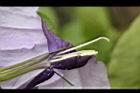 消渴草-花蕊7.jpg
