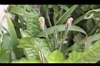 消渴草03.jpg