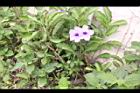 消渴草06.jpg