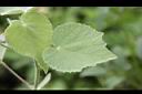 疏花麻-葉05.JPG