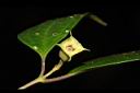 深山野牡丹-實7.JPG