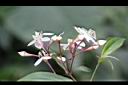 深山野牡丹-花枝.jpg