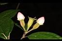 深山野牡丹-花苞4.JPG