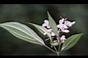 深山野牡丹-葉背1.jpg