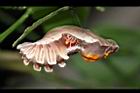 大紅紋鳳蝶-懸蛹04.jpg
