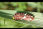 大紅紋鳳蝶-臭角00.JPG