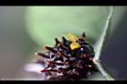 大紅紋鳳蝶-臭角11.jpg