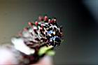 大紅紋鳳蝶-臭角14.jpg