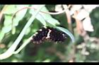紅紋鳳蝶-幼蟲04.jpg