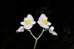 溪頭秋海棠-花12.JPG