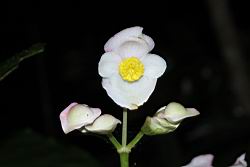 溪頭秋海棠-花21.JPG