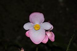 溪頭秋海棠-雄花01.JPG