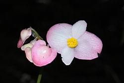 溪頭秋海棠-雄花06.JPG