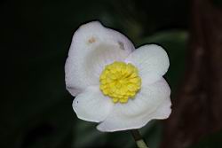 溪頭秋海棠-雄花09.JPG