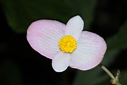 溪頭秋海棠-雄花11.JPG