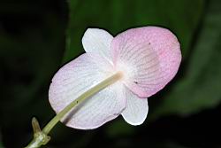 溪頭秋海棠-雄花背0.JPG