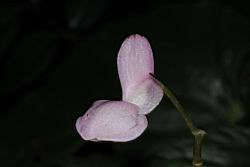 溪頭秋海棠-雌花07.JPG