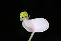 溪頭秋海棠-雌花10.JPG
